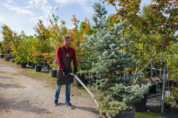 Best Tree Health Inspection  in Cole Camp, MO